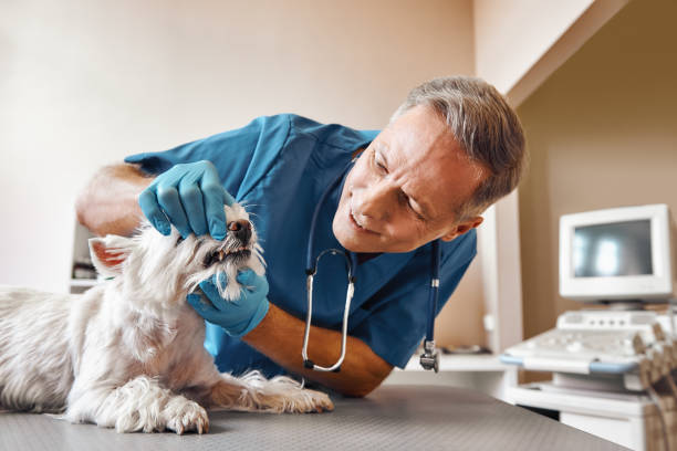 Best Emergency Root Canal Treatment in Lowry Crossing, TX